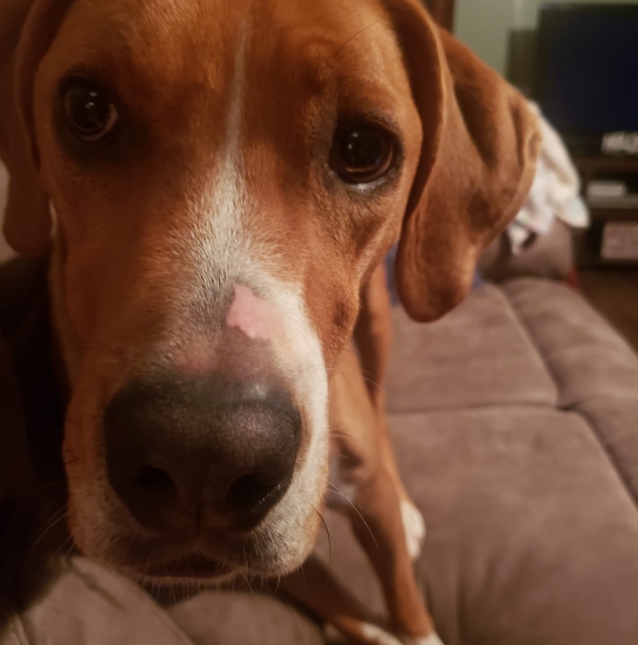 Meet your Posher, Raeann - Picture 1 of 1